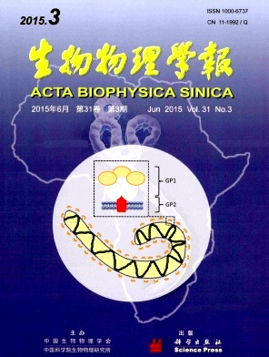 《生物物理学报》封面